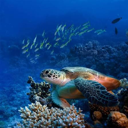 Watamu Day Trip & Turtle Bay